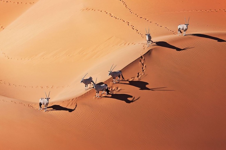ナミビアのナミブ・ナウクルフト国立公園/Martin Harvey/The Image Bank RF/Getty Images